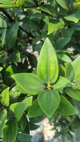 Cinnamomum propinquum observed 2025-10-30