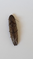 Conoderus fuscofasciatus