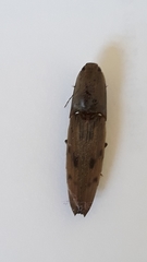 Conoderus fuscofasciatus