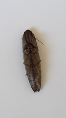 Conoderus fuscofasciatus