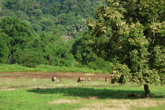 Bos javanicus javanicus