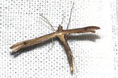 Stenoptilia lutescens