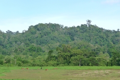 Bos javanicus javanicus