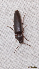 Melanotus castanipes