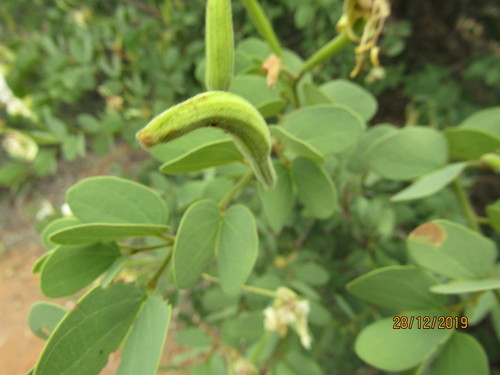Image of Bauhinia macrantha by (c) Murphy Tladi, some rights reserved (CC BY)