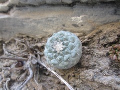 Strombocactus disciformis disciformis