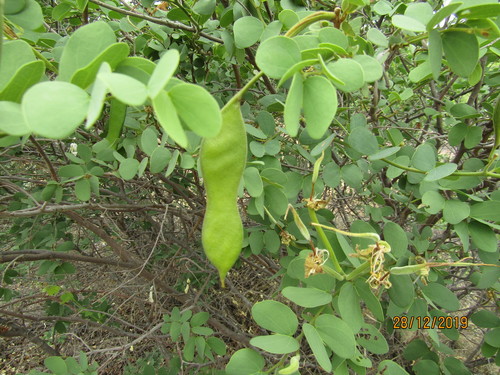 Bauhinia petersiana subsp. macrantha image