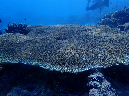 Acropora hyacinthus observed 2025-10-30