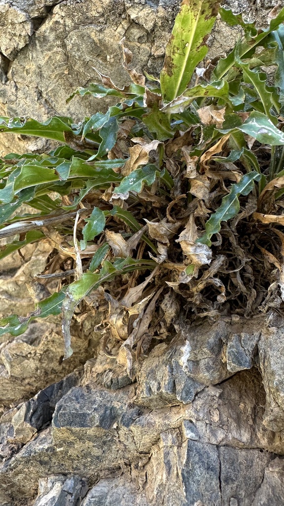 Saussurea catharinae