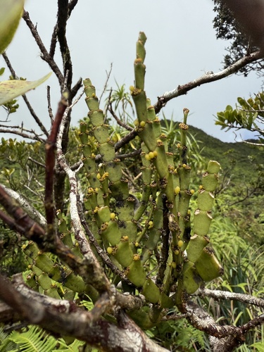 Korthalsella complanata observed 2025-10-29