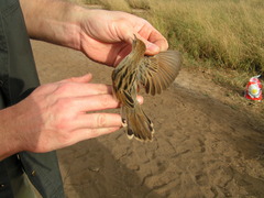 Cisticola marginatus