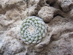 Strombocactus disciformis disciformis