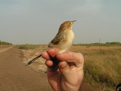 Cisticola marginatus