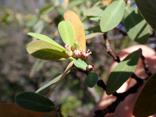 'ekoko (Euphorbia celastroides)