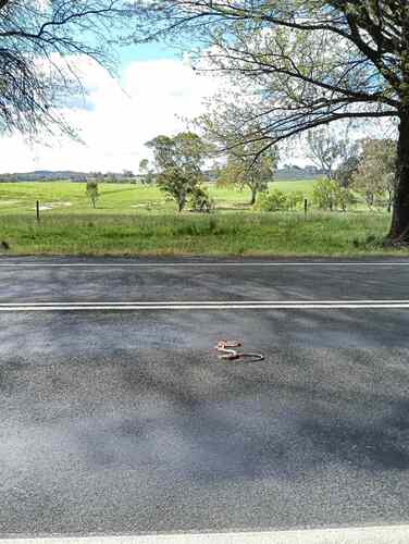Eastern Brown Snake sighting