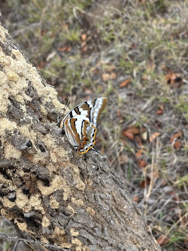 Tailed Emperor