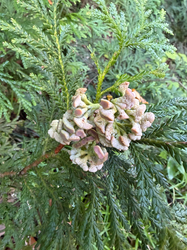 Thujopsis dolabrata iNat (1)