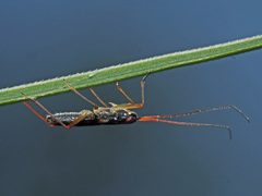Teratocoris antennatus