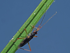 Teratocoris antennatus