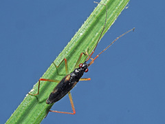 Teratocoris antennatus