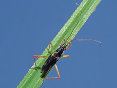 Teratocoris antennatus