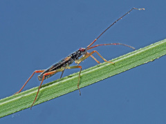 Teratocoris antennatus