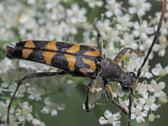 Leptura annularis