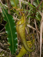 Nepenthes maxima