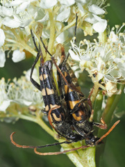 Leptura annularis