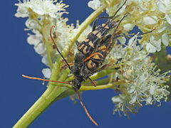 Leptura annularis