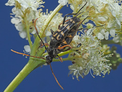 Leptura annularis
