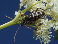 Leptura annularis