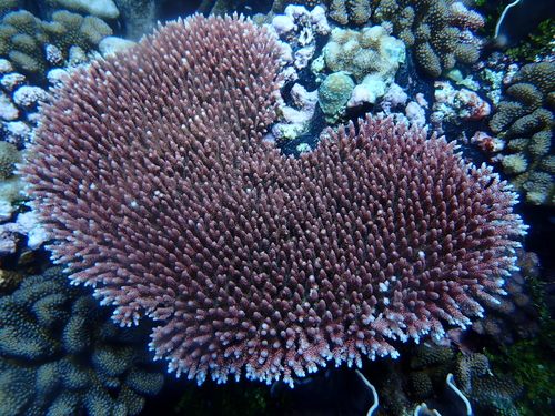Acropora spicifera observed 2025-10-30