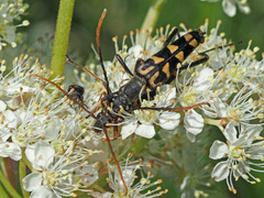 Leptura annularis