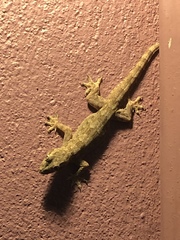 Hemidactylus platyurus