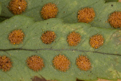 Polypodium interjectum
