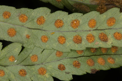 Polypodium interjectum
