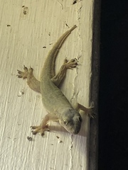 Hemidactylus platyurus