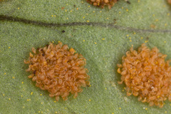 Polypodium interjectum