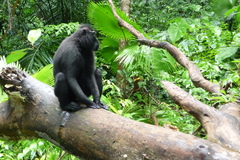 Macaca nigra