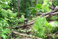 Macaca nigra