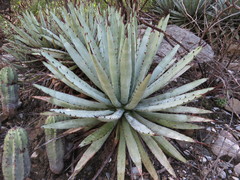 Agave macroacantha