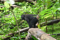 Macaca nigra