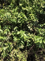 Diospyros cambodiana
