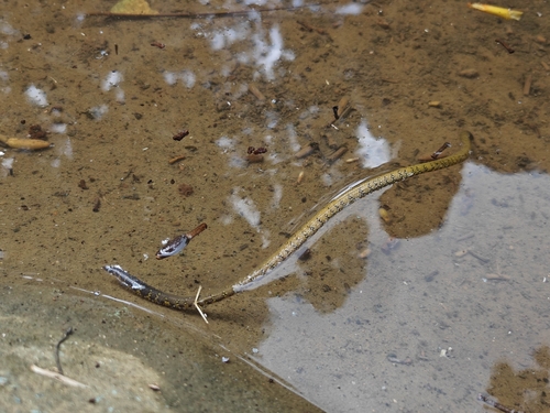 Nilgiri Uropeltis