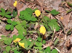Arachis duranensis