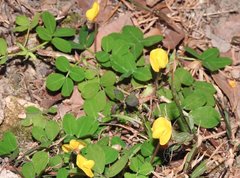 Arachis duranensis
