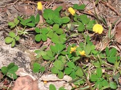 Arachis duranensis