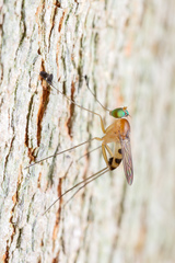 Neurigona squamifera