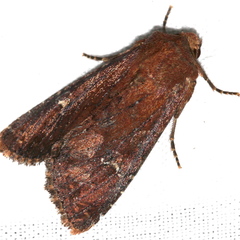 Apamea lateritia